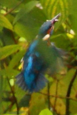 kingfisher2